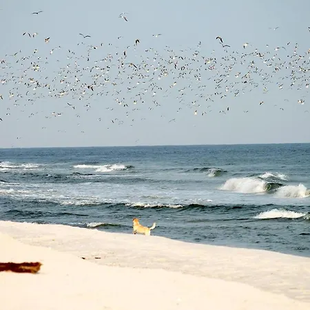 White Pearl 1.15 Apartment