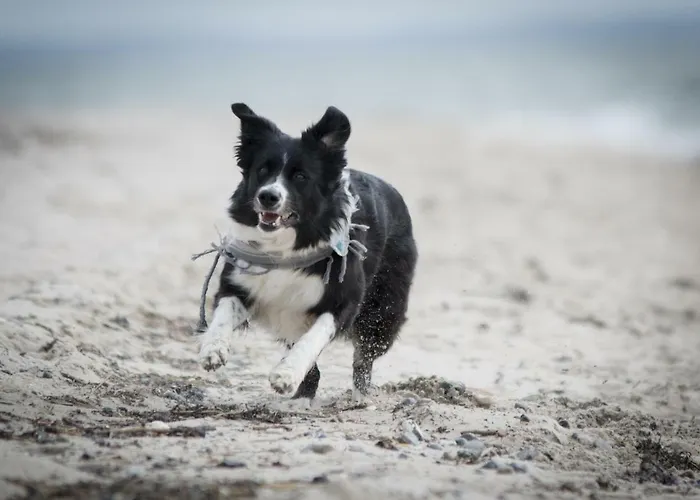 White Pearl 1.15 Apartment Timmendorfer Strand