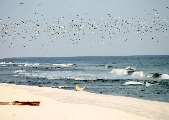 White Pearl 1.15 Apartment